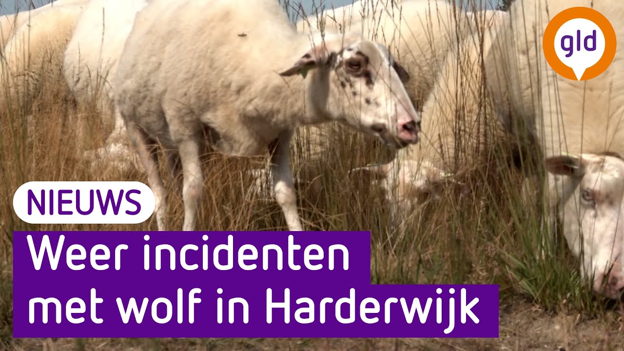 Weer bijtincident met vermoedelijke wolf en hond