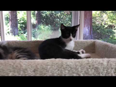 Alfie and Kumi sleeping in the top of the cat tree