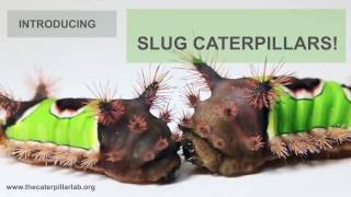 Introducing Slug Caterpillars