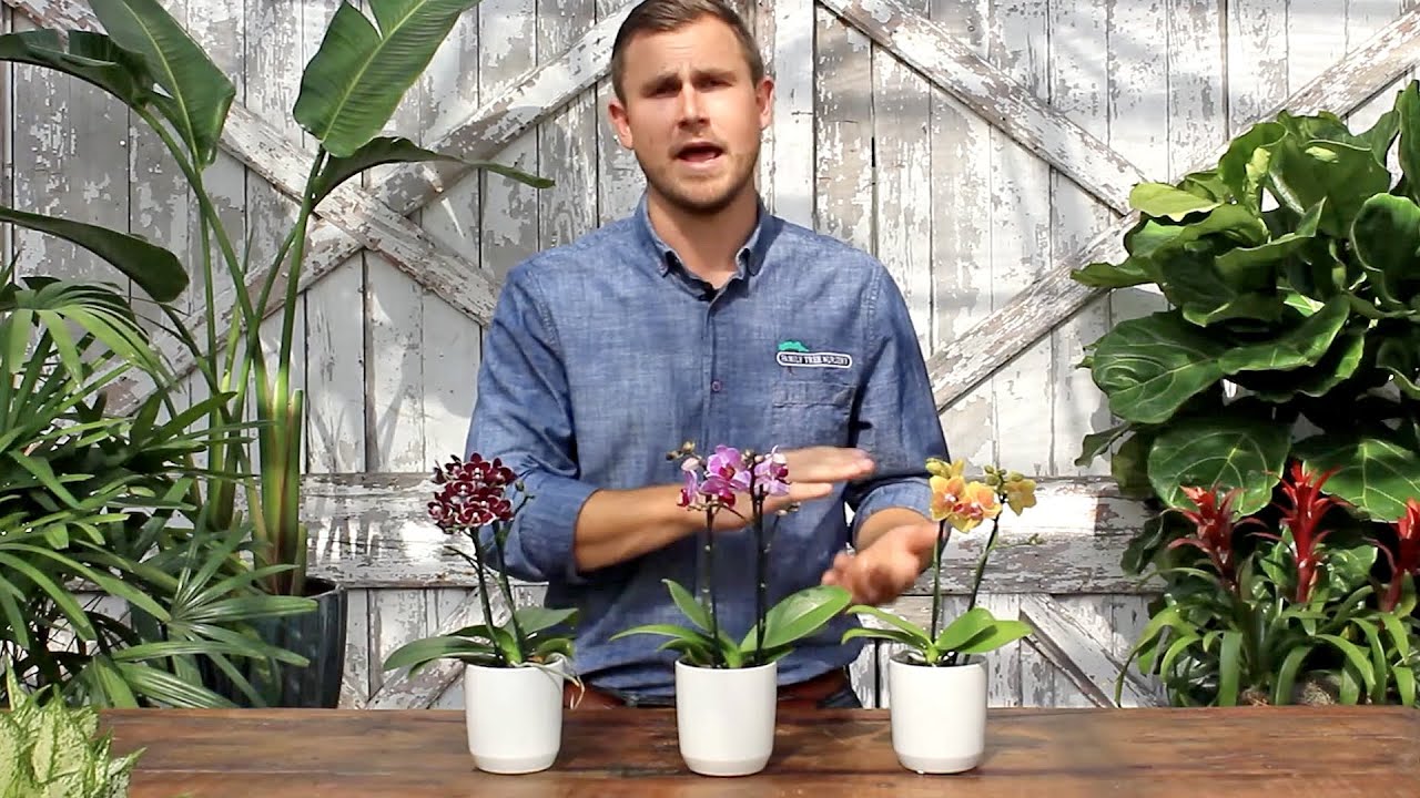 All About – Phalaenopsis Orchids