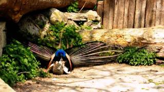 Mating Peacock