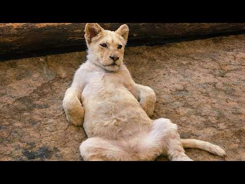 Funniest Animal Moments Ever (Part 1)