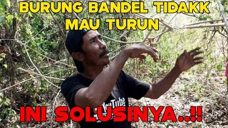 Download lagu GUNAKAN CARA PIKAT SEPERTI INI BILA MENGHADAPI BURUNG BANDEL TIDAK MAU TURUN mp3