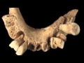 Jawbone - Doney Holler