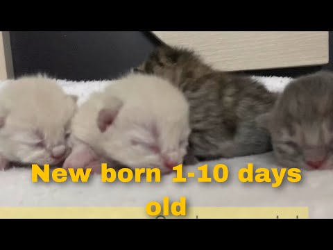 Kitten time lapse-10 days in 8minutes |new born kitten 1-10 days old  kitten feeding|kmr formula