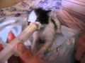 Как кормить котёнка без кошки 