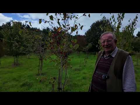 Species of Crataegus at Caerhays