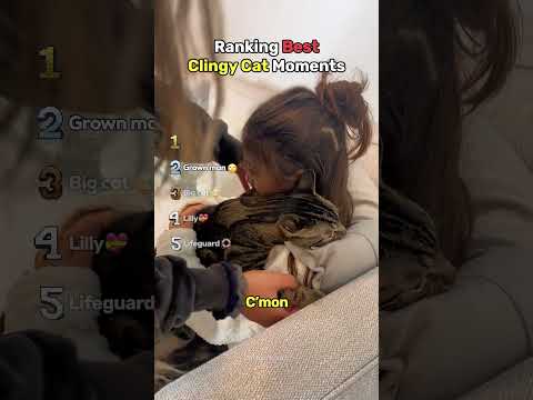 Ranking Best Clingy Cat Moments