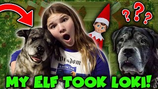 Elf On The Shelf Turned Our Dog Into A STUFFED ANIMAL? Best Of The Elf On The Shelf