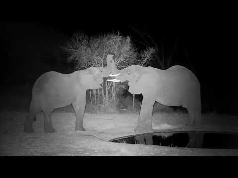 Djuma: Second Elephant joins first one for drink at pan-White-tailed Mongoose too - 19:12 - 08/24/21