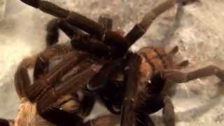 Watch how tarantulas mate