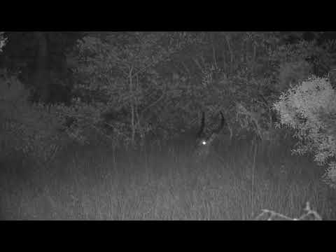 Djuma: Waterbuck bull resting in the distance - 18:23 - 07/12/2023