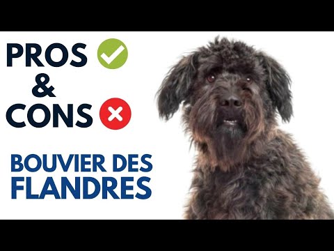 Bouvier Des Flandres Pros and Cons | Cow Herder of Flanders Advantages and Disadvantages