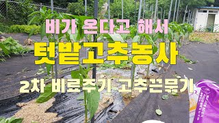 비가 온다고 해서 텃밭고추농사 2번째 비료주고 2차 고추끈묵기 작업했어요