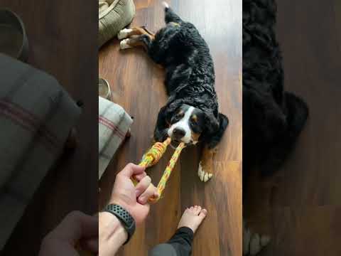 2 years in 30 seconds. #bernese #bernesemountaindog #dog