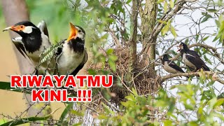 Download lagu KONSERVASI BURUNG JALAK SUREN JAWA, MUSNAH DI ALAM TERSELAMATKAN DI PENANGKARAN mp3 Download lagu KONSERVASI BURUNG JALAK SUREN JAWA, MUSNAH DI ALAM TERSELAMATKAN DI PENANGKARAN mp3