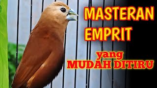 Download lagu emprit bird master, studies gacor, canary sound stuffing mp3