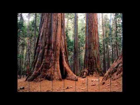 Shahryar Nature Classic HD