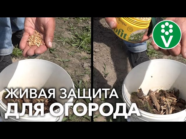 ЧИСТЫЙ ОГОРОД БЕЗ ВСЯКОЙ ХИМИИ: экосредство от вредителей и болезней! БОНУС в конце видео