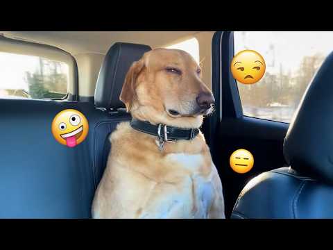I dare you not to LAUGH at these FUNNY DOGS 😁🦮 - Best Funny Animals Videos 2026 #318