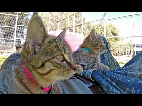 Africa Wild Cats - House Tabby Cat or Native?  Kittens Play Sleep Purr Knead Scare & Eat