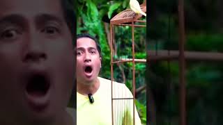 Download lagu Irfan hakim sampai melongo lihat kenari mp3 Download lagu Irfan hakim sampai melongo lihat kenari mp3