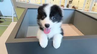 ボーダーコリーの動画01