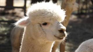 If You Wanna Be Happy