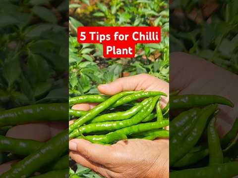 5 Tips to Grow Chilli Plant | Tips & Tricks 21 #diybuddy #plantcare #chilliplant #home #planttips