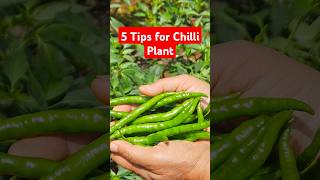 Download lagu 5 Tips to Grow Chilli Plant | Tips & Tricks 21 #diybuddy #plantcare #chilliplant #home #planttips mp3