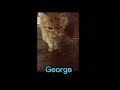 George Edit By Capcut