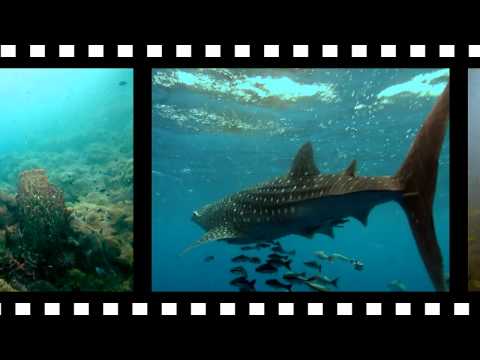 Losin 2011 SeAZaa Gang