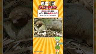 日本の動物園にいるナマケモノは全部「指2本」です #shorts