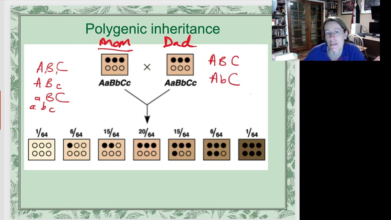 Understanding Polygenic Inheritance: The Genetics Behind Human Traits ...