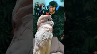 Aves que fazem sons assustadores