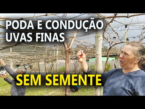 , title : 'Uvas Finas sem Semente Podas e Condução e um Dia de Campo em Pilar do Sul'