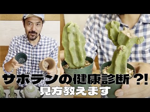 柔らかい葉を持つイースターサボテン：どうすればいいですか？面接を成功させるための 2 つの一般的な原因とその解決策  庭園