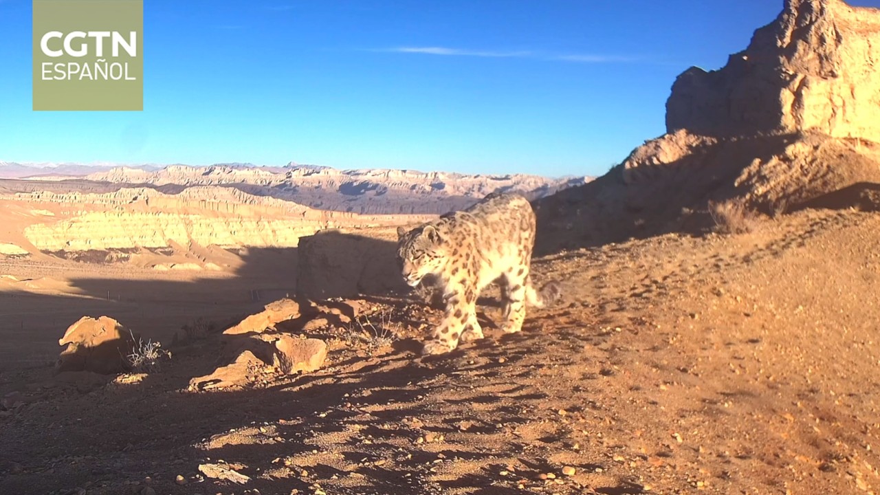 Cámaras infrarrojas registran repetidas apariciones de leopardos de las nieves en Xizang