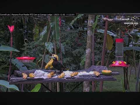 Big Bird! Chestnut Headed Oropendola Panama Fruit Feeder 12.02.2023 (explore.org)