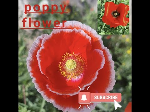 Poppy flower, poppy plant,how to grow poppy flower from seed