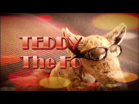, title : 'TEDDY The Fox  -  en KIKA FILMER produktion'