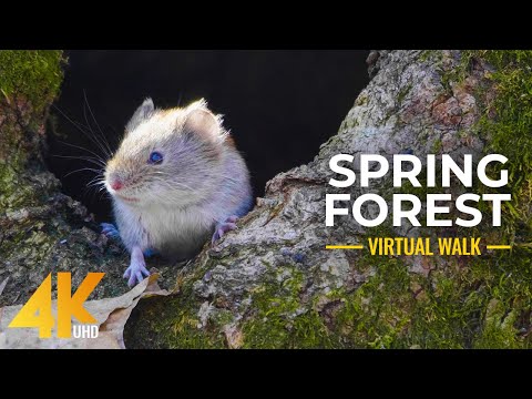 4K Spring Walk in the Forest - Freshness of Awakening Nature & Little Forest Inhabitants
