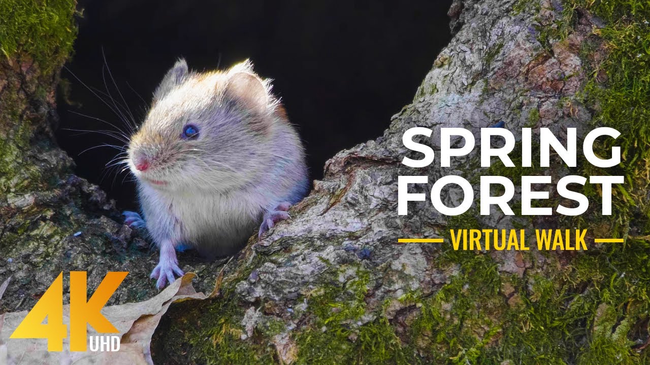 4K Spring Walk in the Forest - Freshness of Awakening Nature & Little Forest Inhabitants