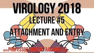 Virology Lectures 2018 #5: Attachment and Entry