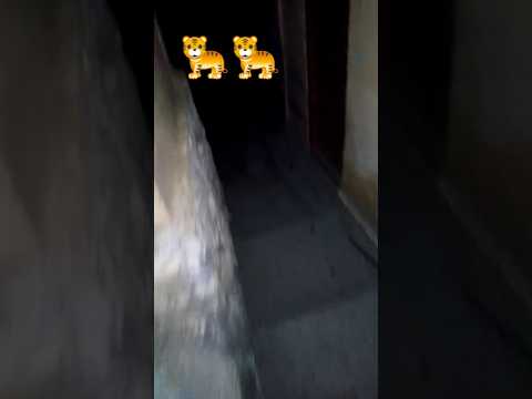 lion attack in village 🐅🐅 #shorts #shortvideo #viral #youtubeshorts #mktv #hblpsl8 #lion #tiger