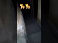 Lion Attack In Village Shorts Shortvideo Viral Youtubeshorts Mktv Hblpsl8 Lion Tiger