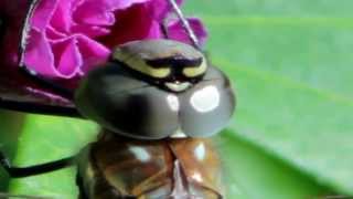 A Look in the Eye of the Dragonfly