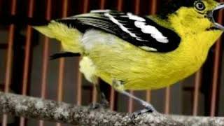 Download lagu Suara burung cipoh ngekrek mp3