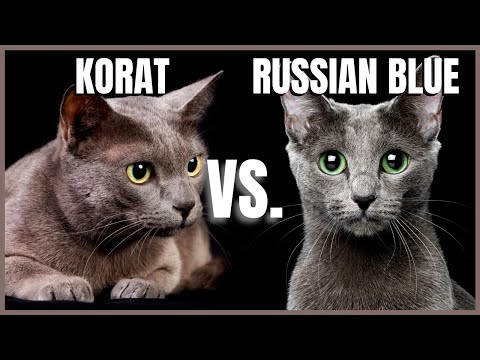 Korat Cat VS. Russian Blue Cat