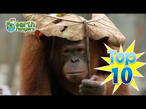 Top 10 Worst Animal Hiding Spots | Earth Rangers